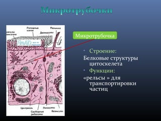 Микротрубочка 
• Строение: 
Белковые структуры 
цитоскелета 
• Функции: 
«рельсы » для 
транспортировки 
частиц 
 