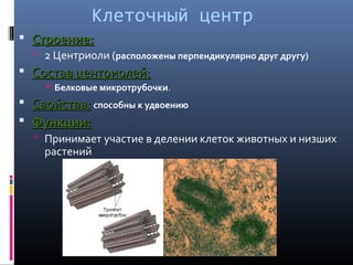 Клеточный центр 
 ССттррооееннииее:: 
 2 Центриоли (расположены перпендикулярно друг другу) 
 ССооссттаавв ццееннттррииооллеейй:: 
 Белковые микротрубочки. 
 ССввооййссттвваа:: способны к удвоению 
 ФФууннккццииии:: 
 Принимает участие в делении клеток животных и низших 
растений 
 