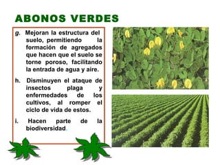 ABONOS VERDES
g. Mejoran la estructura del
   suelo, permitiendo       la
   formación de agregados
   que hacen que el suelo se
   torne poroso, facilitando
   la entrada de agua y aire.
h.   Disminuyen el ataque de
     insectos       plaga      y
     enfermedades      de    los
     cultivos, al romper el
     ciclo de vida de estos.
i.    Hacen    parte    de    la
     biodiversidad.
 