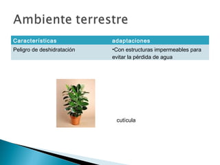 Características adaptaciones
Peligro de deshidratación •Con estructuras impermeables para
evitar la pérdida de agua
cutícula
 