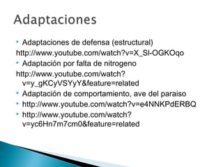  Adaptaciones de defensa (estructural)
http://www.youtube.com/watch?v=X_Sl-OGKOqo
 Adaptación por falta de nitrogeno
http://www.youtube.com/watch?
v=y_gKCyVSYyY&feature=related
 Adaptación de comportamiento, ave del paraiso
 http://www.youtube.com/watch?v=e4NNKPdERBQ
 http://www.youtube.com/watch?
v=yc6Hn7m7cm0&feature=related
 
