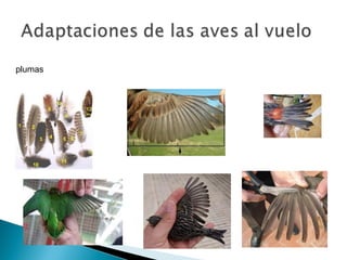plumas
 