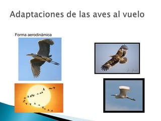 Forma aerodinámica
 