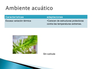 Características adaptaciones
Escasa variación térmica •Carecen de estructuras protectoras
contra las temperaturas extremas.
Sin cutícula
 