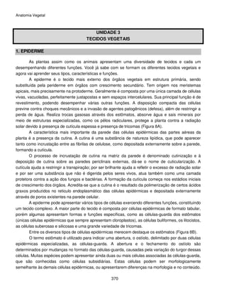Protoderme Vegetal 7 anatomia vegetal | PDF