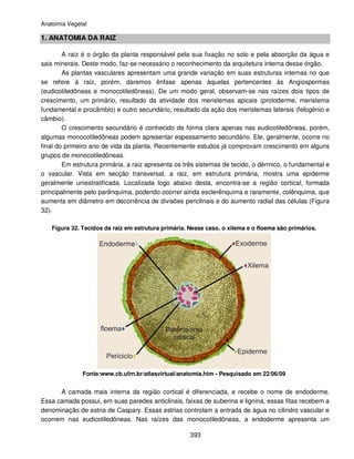 7 anatomia vegetal | PDF