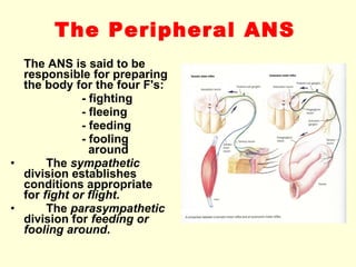 The Peripheral ANS   The ANS is said to be responsible for preparing the body for the four F's: - fighting - fleeing - feeding - fooling    around The  sympathetic  division establishes conditions appropriate for  fight or flight . The  parasympathetic  division for  feeding or fooling around .   