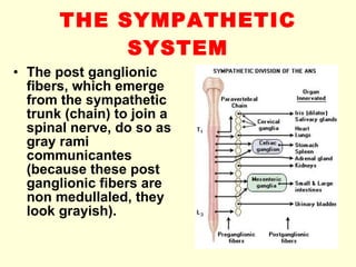 THE SYMPATHETIC SYSTEM The post ganglionic fibers, which emerge from the sympathetic trunk (chain) to join a spinal nerve, do so as gray rami communicantes (because these post ganglionic fibers are non medullaled, they look grayish). 