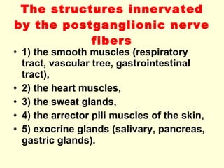 The structures innervated by the postganglionic nerve fibers 1) the smooth muscles (respiratory tract, vascular tree, gastrointestinal tract), 2) the heart muscles,  3) the sweat glands,  4) the arrector pili muscles of the skin,  5) exocrine glands (salivary, pancreas, gastric glands). 
