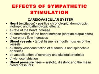 EFFECTS OF SYMPATHETIC STIMULATION CARDIOVASCULAR SYSTEM Heart  (excitation) - positive chronotropic, dromotropic, inotropic and bathmotropic effects: a) rate of the heart increase b) contractility of the heart increase (cardiac output rises) c) coronary flow increases Blood vessels -  target tissue is smooth muscles of the vessels.  a) sharp vasoconstriction of cutaneous and splanchnic arterioles b) vasodilatation of coronary and skeletal arterioles c) vienoconstriction Blood pressure  rises – systolic, diastolic and the mean blood pressures. 