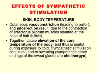 EFFECTS OF SYMPATHETIC STIMULATION SKIN, BODY TEMPERATURE Cutaneous  vasoconstriction  (leading to pallor), and  piloerection  result (due to the contraction of arrectorus pilorum muscles situated at the base of hair follicle) Together, cause  elevation of the core temperature of the body , and thus is useful during exposure to cold. Sympathetic stimulation can, also, lead to sweating (sympathetic nerve endings of the sweat glands are  cholinergyc ). 