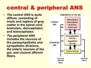 central & peripheral ANS   The central ANS  is quite diffuse, consisting of tracts and regions of gray matter in the spinal cord, brainstem, diencephalon, and telencephalon. The peripheral ANS  includes the neurons of the parasympathetic and sympathetic divisions, the enteric neurons of the gut, and visceral afferent fibers. 