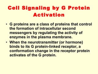Cell Signaling by G Protein Activation G proteins are a class of proteins that control the formation of intracellular second messengers by regulating the activity of enzymes in the plasma membrane.  When the neurotransmitter (or hormone) binds to its G protein-linked receptor, a conformation change in the receptor protein activates of the G protein. 