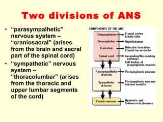 Two divisions of ANS “ parasympalhetic” nervous system – “craniosacral” (arises from the brain and sacral part of the spinal cord) “ sympathetic” nervous system – “thoracolumbar” (arises from the thoracic and upper lumbar segments of the cord) 