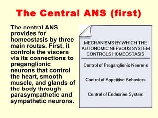 The Central ANS  (first) The central ANS provides for homeostasis by three main routes. First, it controls the viscera via its connections to preganglionic neurons that control the heart, smooth muscle, and glands of the body through parasympathetic and sympathetic neurons. 