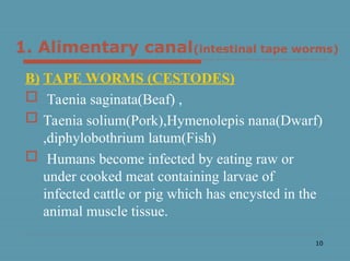 10
1. Alimentary canal(intestinal tape worms)
B) TAPE WORMS (CESTODES)
 Taenia saginata(Beaf) ,
 Taenia solium(Pork),Hymenolepis nana(Dwarf)
,diphylobothrium latum(Fish)
 Humans become infected by eating raw or
under cooked meat containing larvae of
infected cattle or pig which has encysted in the
animal muscle tissue.
 