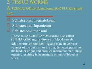 14
2. TISSUE WORMS
A.TREMATODES(Schisotomes)OR FLUKES(leaf
like)
 Schistosoma haematobium
 Schistosoma Japonicum
 Schistosoma mansoni
(These cause SCHISTASOMIASIS) also called
(BILHARZIA) means disease of blood vessels.
Adult worms of both sex live and mate in veins or
venules of the gut wall or the bladder, eggs pass into
the bladder or gut and produce inflammation of these
organs , resulting in haematuria or loss of blood in
feces.
 