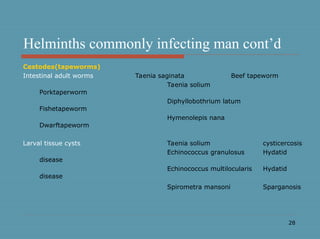 28
Helminths commonly infecting man cont’d
Cestodes(tapeworms)
Intestinal adult worms Taenia saginata Beef tapeworm
Taenia solium
Porktaperworm
Diphyllobothrium latum
Fishetapeworm
Hymenolepis nana
Dwarftapeworm
Larval tissue cysts Taenia solium cysticercosis
Echinococcus granulosus Hydatid
disease
Echinococcus multilocularis Hydatid
disease
Spirometra mansoni Sparganosis
 