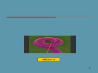8
whipworm
 