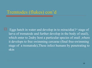 15
Tremtodes (flukes) con’d
 Eggs hatch in water and develop in to miracidia(1st
stage of
larva of trematode and further develop in the body of snail),
which enter to 2ndry host a particular species of snail ,where
it develops to free swimming cercarae (final free-swimming
stage of a trematode),These infect humans by penetrating to
skin
 