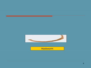 6
Hookworm
 