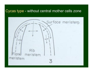 Cycas type - without central mother cells zone
 