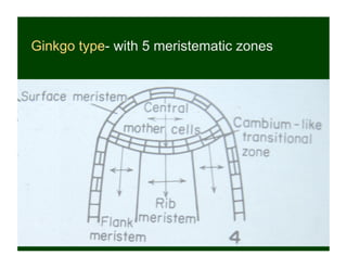 Ginkgo type- with 5 meristematic zones
 