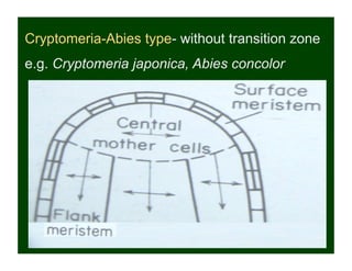 Cryptomeria-Abies type- without transition zone
e.g. Cryptomeria japonica, Abies concolor
 