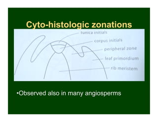 Cyto-histologic zonations




•  bserved also in many angiosperms
 O
 