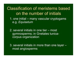 Classification of meristems based
    on the number of initials
 1. one initial – many vascular cryptogams
   e.g. Equisetum

 2. several initials in one tier – most
   gymnosperms; in Gnetales tunica-
   corpus organization

 3. several initials in more than one layer –
   most angiosperms
 