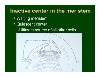 Inactive center in the meristem
 •  Waiting meristem
 •  Quiescent center
   -Ultimate source of all other cells
 