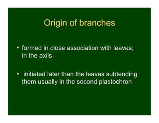 Origin of branches

•  formed in close association with leaves;
 in the axils

•  initiated later than the leaves subtending
 them usually in the second plastochron
 
