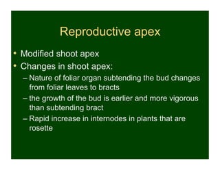 Reproductive apex
•  Modified shoot apex
•  Changes in shoot apex:
  – Nature of foliar organ subtending the bud changes
    from foliar leaves to bracts
  – the growth of the bud is earlier and more vigorous
    than subtending bract
  – Rapid increase in internodes in plants that are
    rosette
 