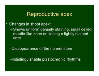 Reproductive apex
•  Changes in shoot apex:
  – Shows uniform densely staining, small celled
    mantle-like zone enclosing a lightly stained
    core

  -Disappearance of the rib meristem

  -Indistinguishable plastochronic rhythms
 