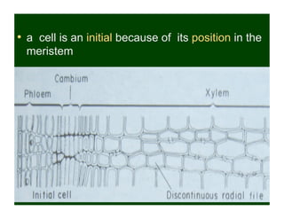 •  a cell is an initial because of its position in the
  meristem
 