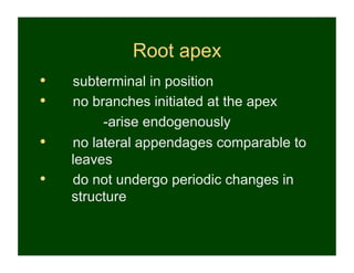 Root apex
•    subterminal in position
•    no branches initiated at the apex
          -arise endogenously
•    no lateral appendages comparable to
     leaves
•    do not undergo periodic changes in
     structure
 