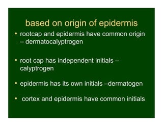 based on origin of epidermis
•  rootcap and epidermis have common origin
  – dermatocalyptrogen

•  root cap has independent initials –
  calyptrogen

•  epidermis has its own initials –dermatogen

•  cortex and epidermis have common initials
 