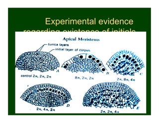Experimental evidence
regarding existence of initials
 