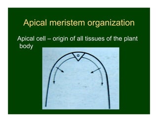 Apical meristem organization
Apical cell – origin of all tissues of the plant
 body
 