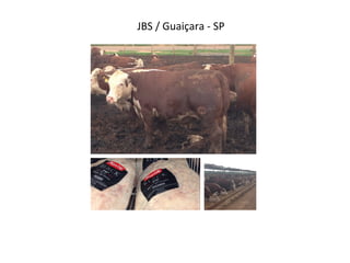JBS	
  /	
  Guaiçara	
  -­‐	
  SP	
  
 