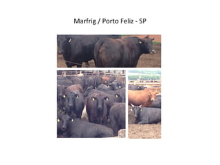 Marfrig	
  /	
  Porto	
  Feliz	
  -­‐	
  SP	
  
 