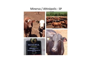 Minerva	
  /	
  Al[nópolis	
  -­‐	
  SP	
  
 