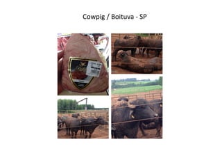 Cowpig	
  /	
  Boituva	
  -­‐	
  SP	
  
 