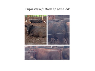 Frigoestrela	
  /	
  Estrela	
  do	
  oeste	
  -­‐	
  SP	
  
 