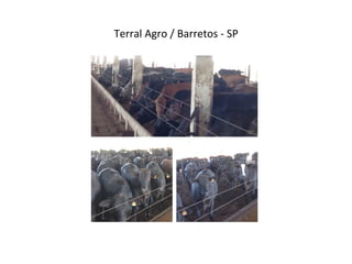 Terral	
  Agro	
  /	
  Barretos	
  -­‐	
  SP	
  
 