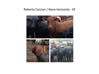 Roberto	
  Cacciari	
  /	
  Novo	
  Horizonte	
  -­‐	
  SP	
  
 