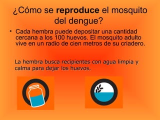 ¿Cómo se  reproduce  el mosquito del dengue?  Cada hembra puede depositar una cantidad cercana a los 100 huevos. El mosquito adulto vive en un radio de cien metros de su criadero.  La hembra busca recipientes con agua limpia y calma para dejar los huevos. 