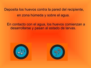 Deposita los huevos contra la pared del recipiente, en zona húmeda y sobre el agua.   En contacto con el agua, los huevos comienzan a desarrollarse y pasan al estado de larvas.  