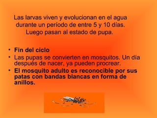 Las larvas viven y evolucionan en el agua durante un período de entre 5 y 10 días. Luego pasan al estado de pupa.  Fin del ciclo Las pupas se convierten en mosquitos. Un día después de nacer, ya pueden procrear. El mosquito adulto es reconocible por sus patas con bandas blancas en forma de anillos. 