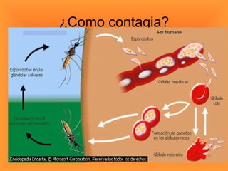 ¿Como contagia? 